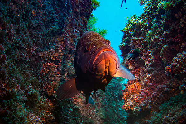 Centro-buceo-reserva-marina-fornells